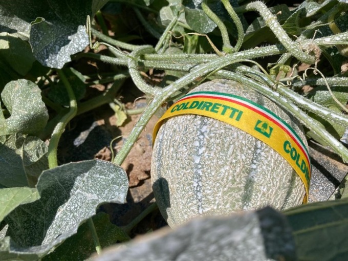 Allarme siccità, nei campi i meloni ustionati dal sole