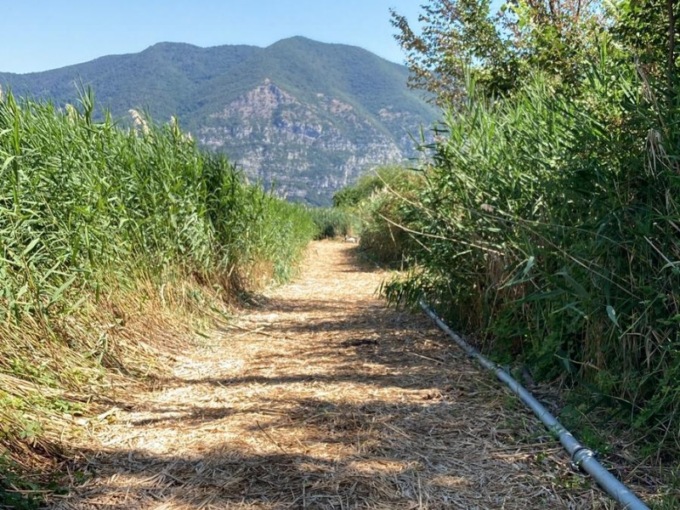 Distrugge il canneto per captare acqua: maxi multa
