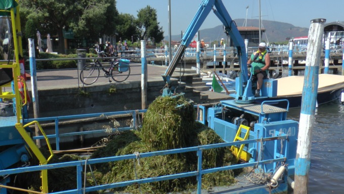 Si raccoglie una tonnellata di alghe al giorno