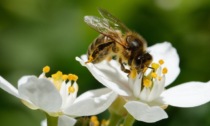 Si cercano insetti per studiare la biodiversità