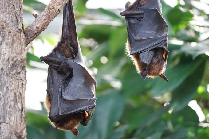 Cercansi pipistrelli per combattere le zanzare