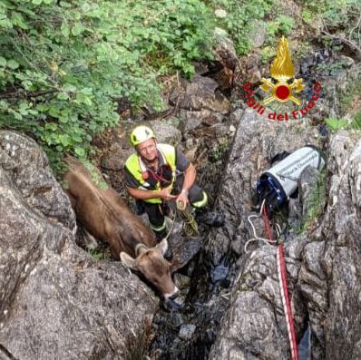 Vitellino cade in un dirupo, intervengono i Vigili del Fuoco