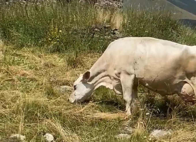 “Malga Giardino”: si cercano gestori