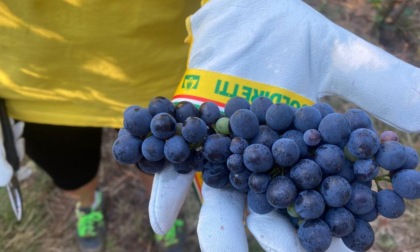 Vendemmia in Franciacorta, al via con una settimana di anticipo