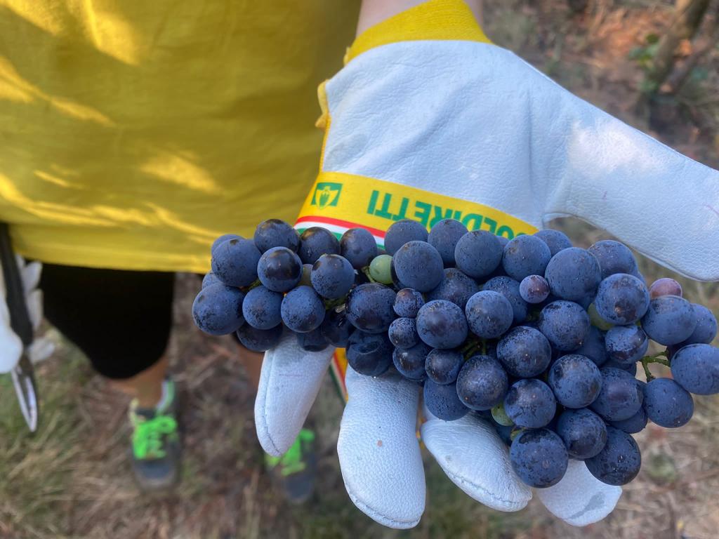 PRIMO GRAPPOLO DELLA VENDEMMIA