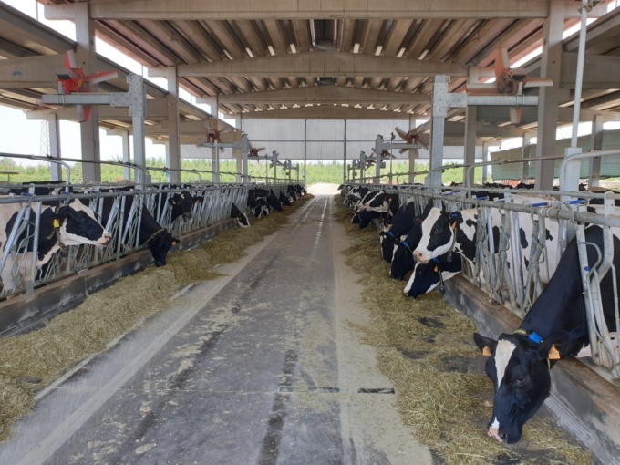 Stress da caldo, in calo la produzione di latte