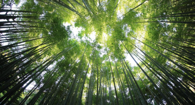 “Komorebi: leggero canto di luce”, taglio del nastro per la mostra d’arte contemporanea