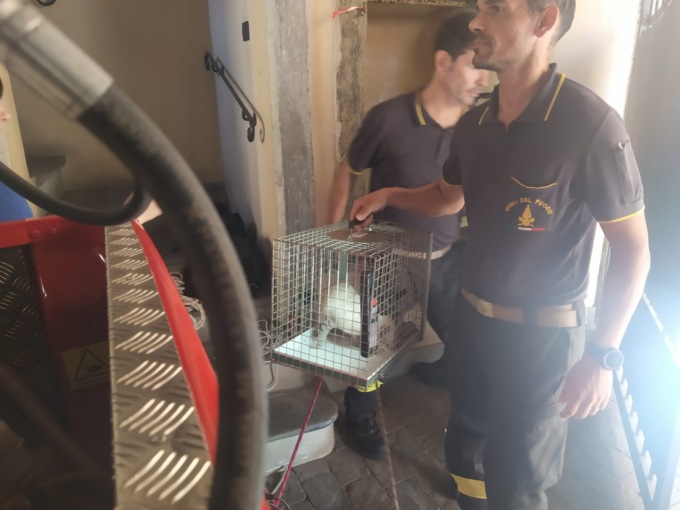 Gattina precipita in un pozzo di 25 metri: la “Gina” è stata recuperata dai pompieri
