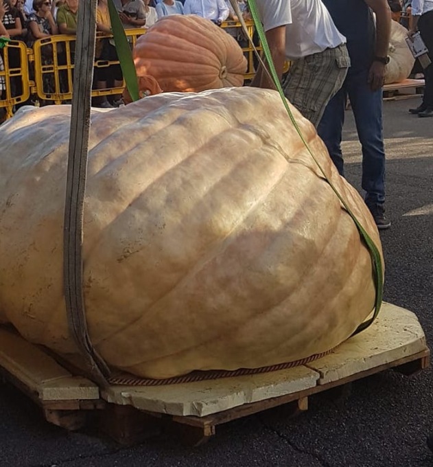 Augusto Salvagni è il vincitore della 39esima sfida Nazionale della zucca