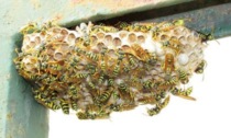 Sciame di vespe attacca un gruppo di atleti, shock anafilattico per uno di loro