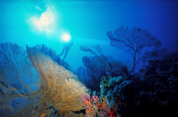 Iseo Immagine inaugura domani la mostra “Foto Sub”