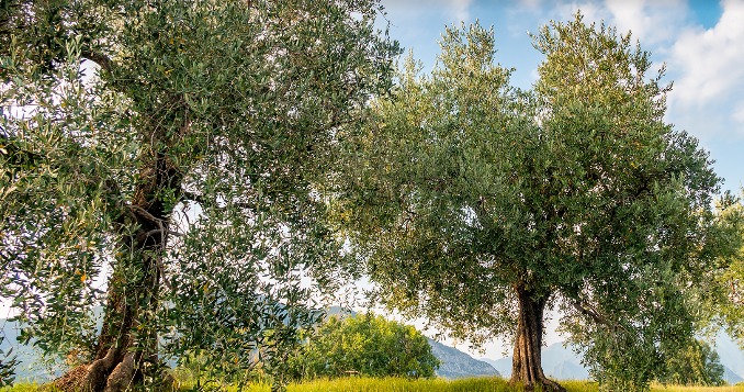 Comunità montana a disposizione per analizzare l’olio