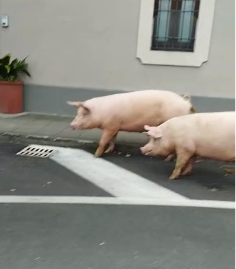 Due maialini a passeggio per le vie del centro