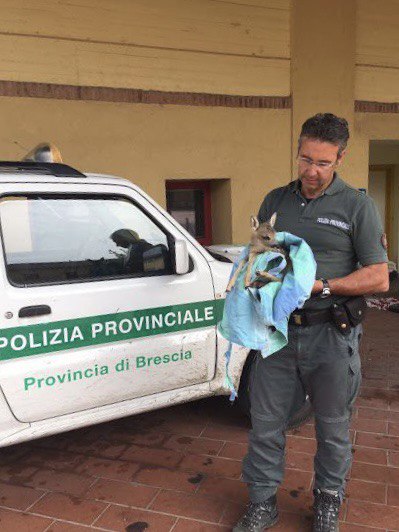 Cucciolo di capriolo coinvolto in un incidente stradale, il lieto fine