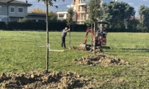 Le scuole di Desenzano celebrano la Giornata degli Alberi