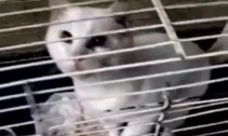 Gatti rinchiusi in mezzo alla sporcizia: la denuncia degli animalisti