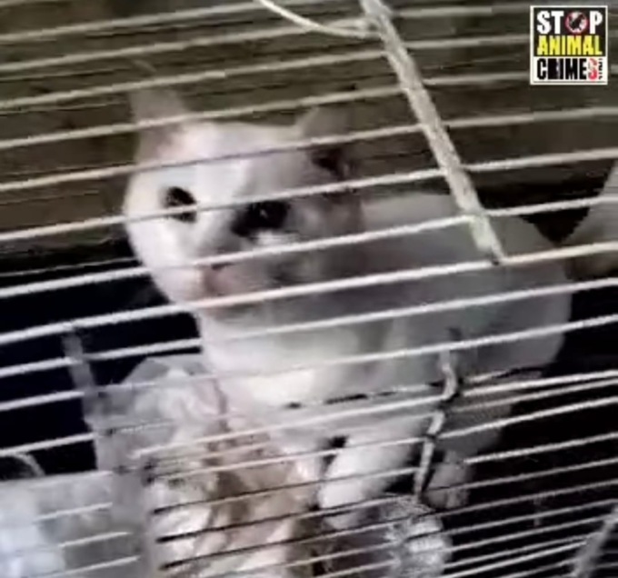 Gatti rinchiusi in mezzo alla sporcizia: la denuncia degli animalisti
