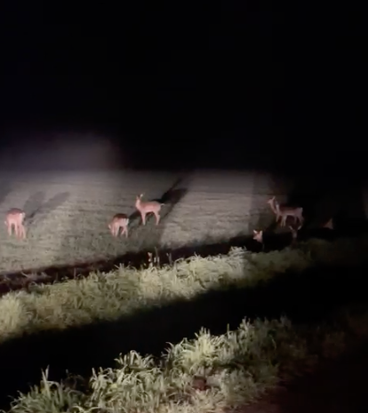 Il video dei daini che scorrazzano tra Borgo San Giacomo e Villachiara