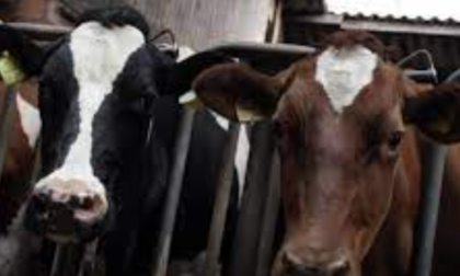 Troppi animali nell'allevamento: il Tar respinge il ricorso dei titolari