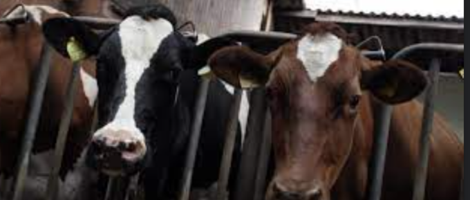 Troppi animali nell’allevamento: il Tar respinge il ricorso dei titolari