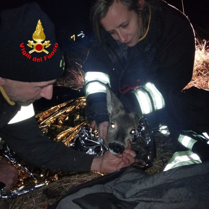 Cerbiatto ferito, l’intervento dei Vigili del Fuoco