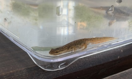 Nasce l’oasi dei Tritoni a Desenzano