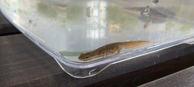 Nasce l’oasi dei Tritoni a Desenzano