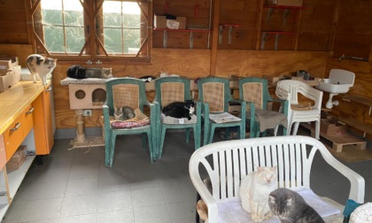 I mici senza famiglia cercano una nuova casa: nel futuro del gattile comunale c’è un trasloco