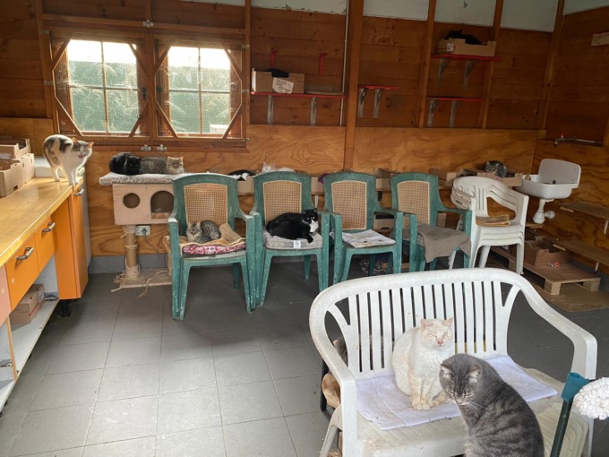 I mici senza famiglia cercano una nuova casa: nel futuro del gattile comunale c’è un trasloco