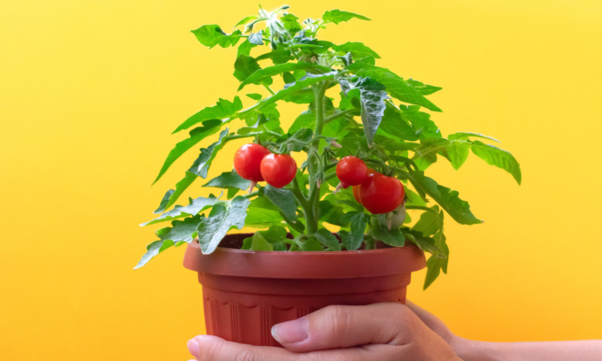 In edicola con ManerbioWeek, ChiariWeek, MontichiariWeek e GardaWeek arrivano i pomodorini