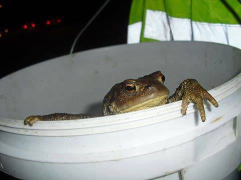Volontari cercansi per salvare i Bufo-Bufo