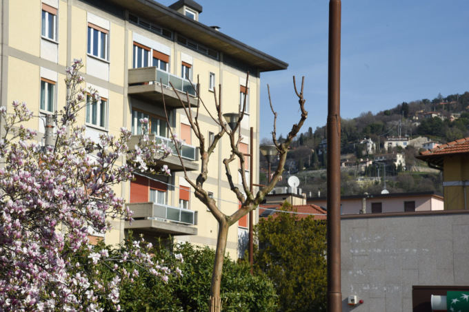 Nuove alberature in viale Piave: conclusa la messa a dimora