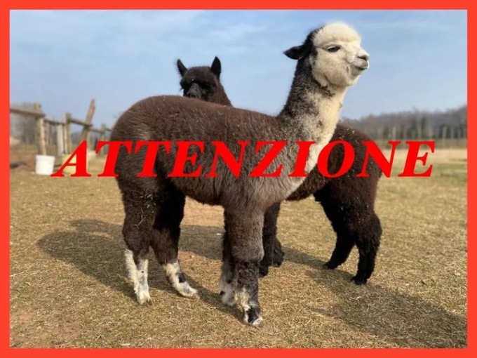Rubato un cucciolo di alpaca, l’appello della titolare dell’azienda agricola