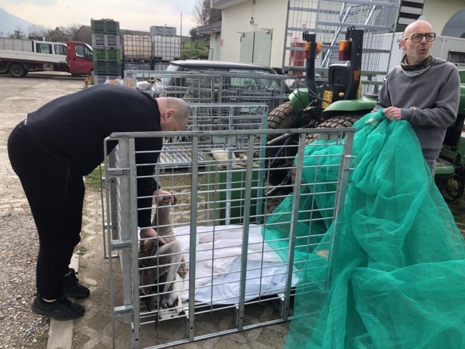 La volpe fa razzia di oche in Cascina Clarabella a Iseo