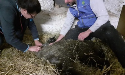 Il cucciolo di alpaca rubato è ritornato nella "sua" fattoria