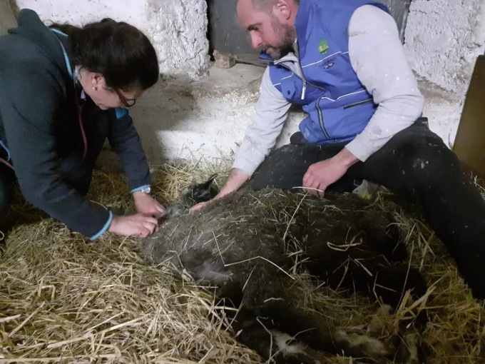 Il cucciolo di alpaca rubato è ritornato nella “sua” fattoria