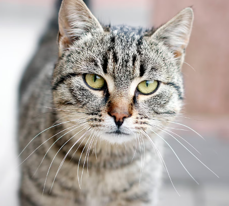 Gattina uccisa e amputata alla zampina: scatta la taglia di mille euro sugli autori