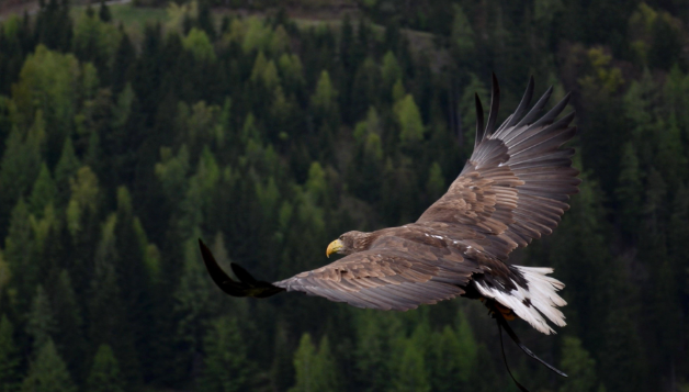 Non ce l’ha fatta l’aquila reale recuperata a Gardone Riviera