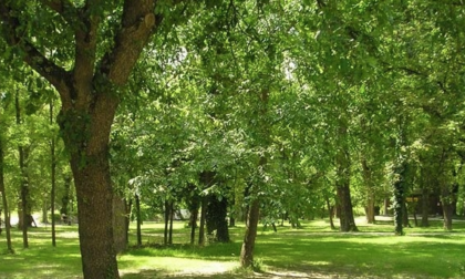 Bilancio arboreo a Brescia: 1,3 alberi piantumati per ogni nuovo nato