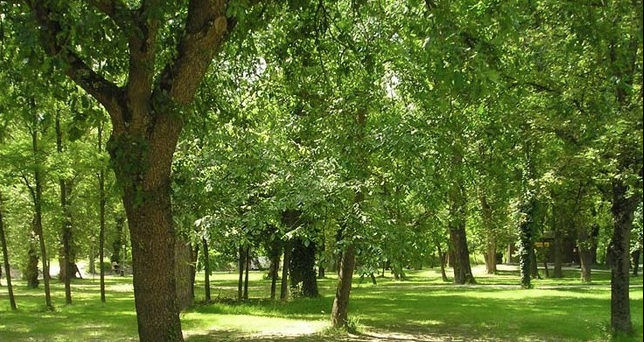 Bilancio arboreo a Brescia: 1,3 alberi piantumati per ogni nuovo nato