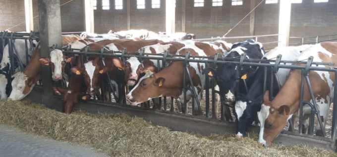 Seminario Sata Bovini: l’appuntamento a Padenghe sul Garda