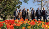 Tulipani a Sirmione: in trentamila colorano le aiuole di Viale Marconi