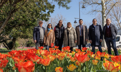Tulipani a Sirmione: in trentamila colorano le aiuole di Viale Marconi