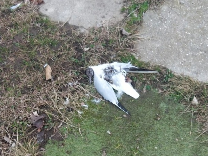 Moria di gabbiani sulle spiagge del basso Sebino