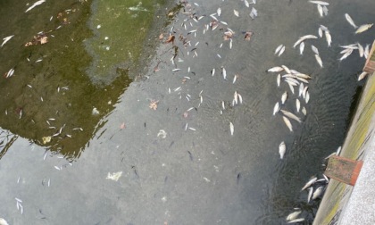 Moria di pesci nelle seriole di Chiari