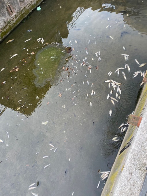 Moria di pesci nelle seriole di Chiari