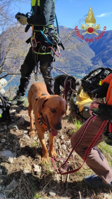 Cani bloccati in vetta, i Vigili del Fuoco li riportano ai proprietari