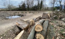 Taglio di alberi nell’area protetta: è polemica sulle Torbiere