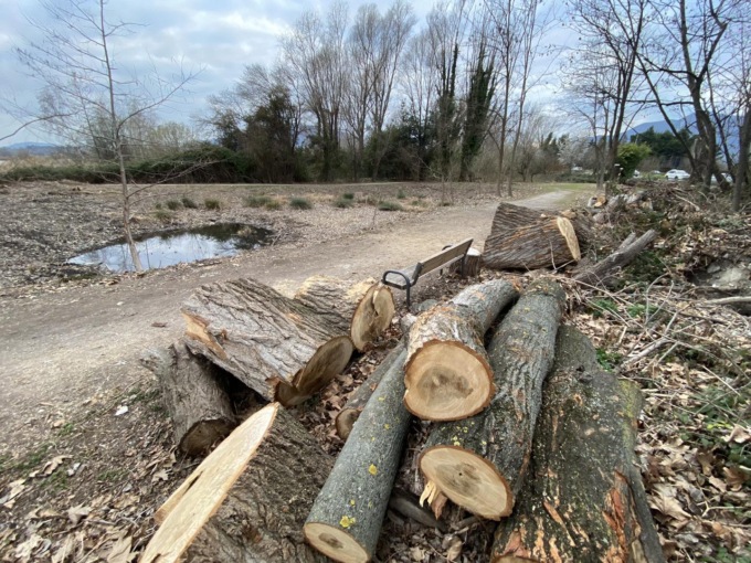Taglio di alberi nell’area protetta: è polemica sulle Torbiere