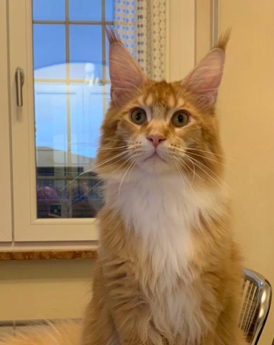 Leonardo, il gatto più bello del mondo, vive a Brescia